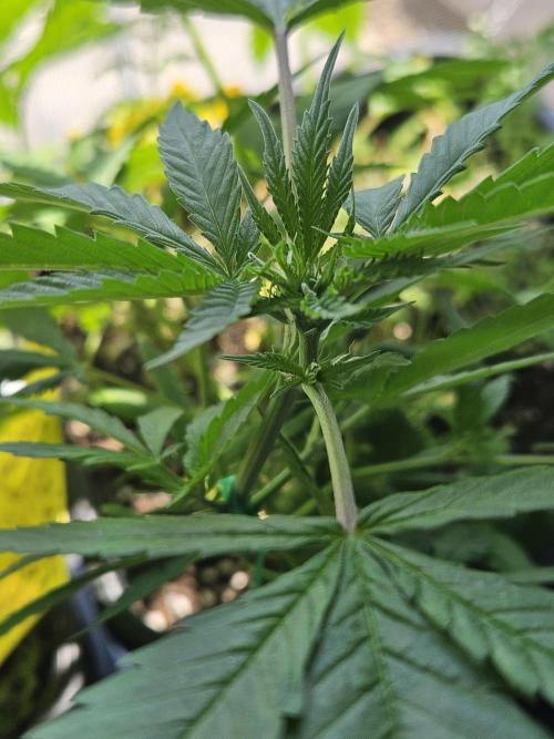 #SSSC Tester Banana OG. Week 12