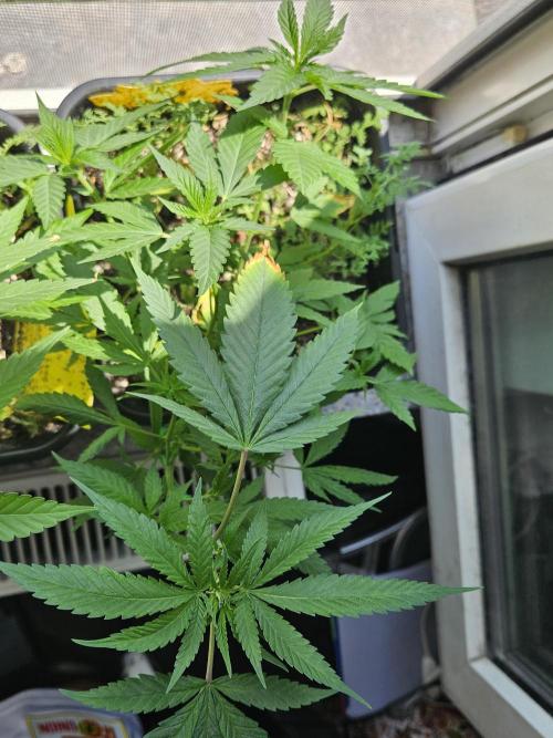 #SSSC Tester Banana OG. Week 12