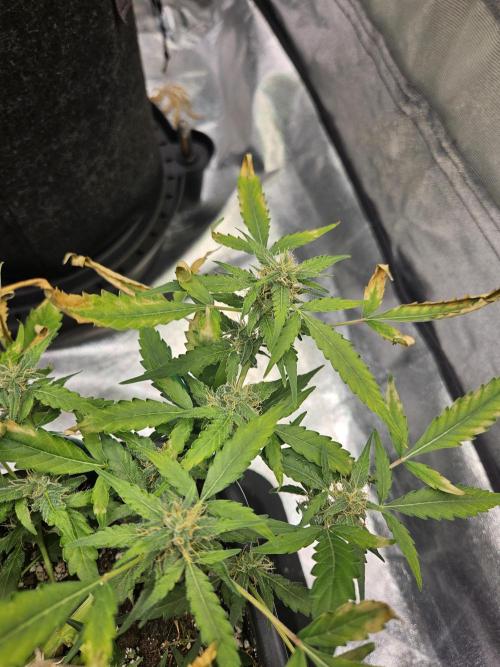 Morello cherry auto. Week 5