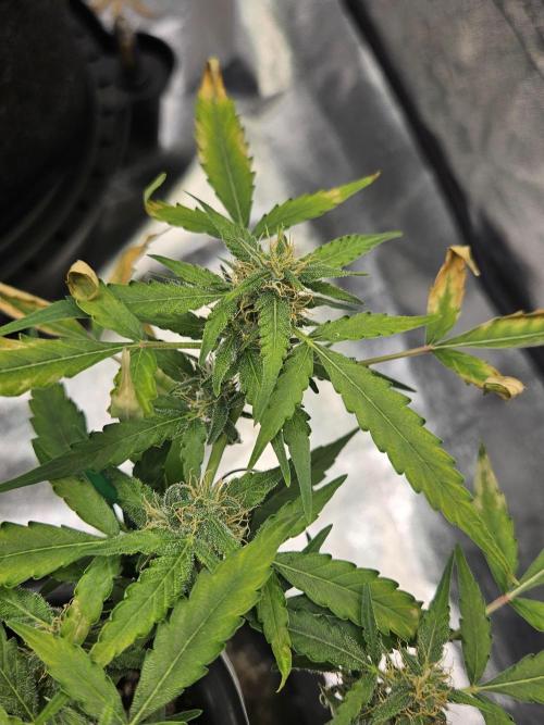 Morello cherry auto. Week 5