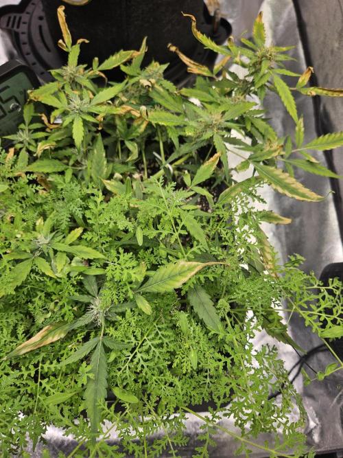 Morello cherry auto. Week 5