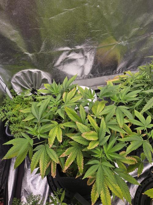 #SSSC Tester Blue Applez 2.. Week 12