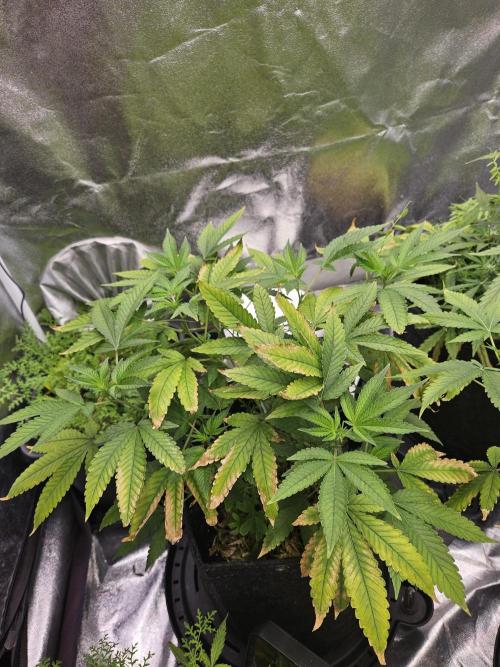 #SSSC Tester Blue Applez 2.. Week 12