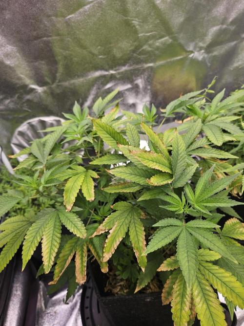 #SSSC Tester Blue Applez 2.. Week 12