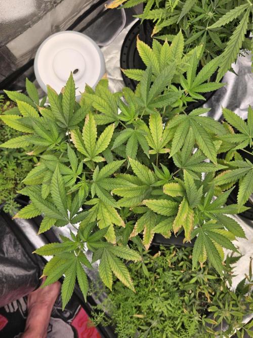 #SSSC Tester Blue Applez 2.. Week 12
