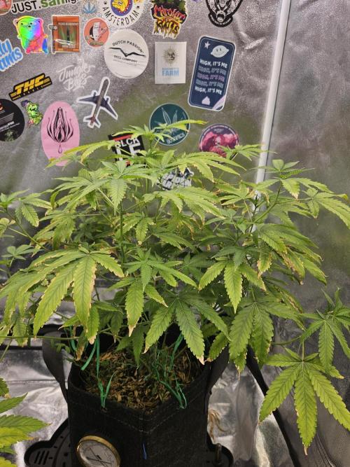 Cherry Limeade 3.. Week 12