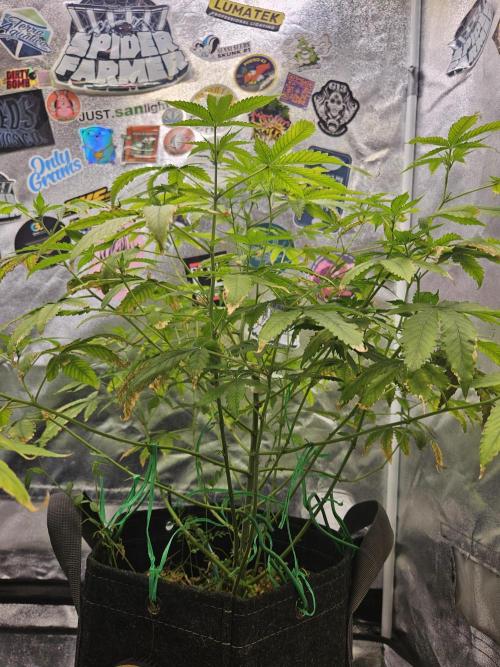 Cherry Limeade 3.. Week 12