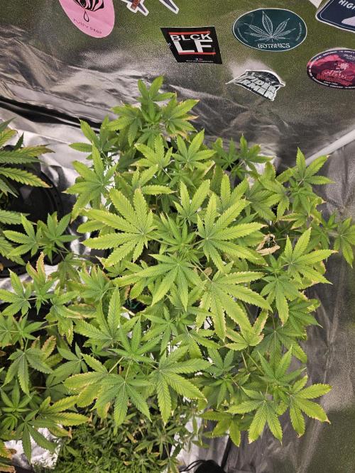 Cherry Limeade 3.. Week 12