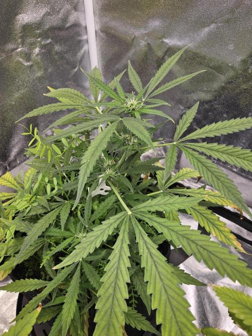 Auto Gelonade. Week 5
