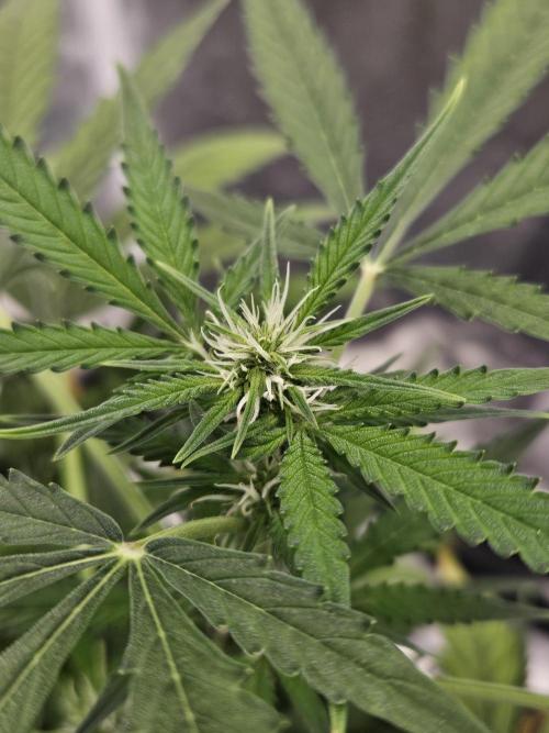 Auto Gelonade. Week 5
