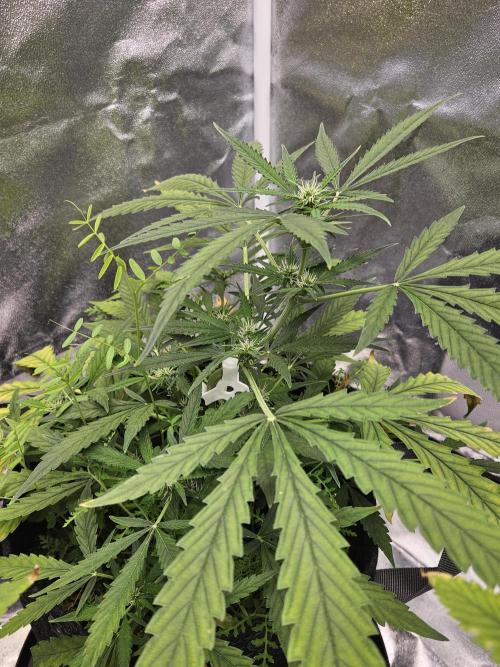 Auto Gelonade. Week 5