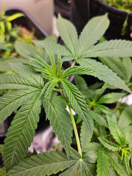 White Runtz 2.. Week 12
