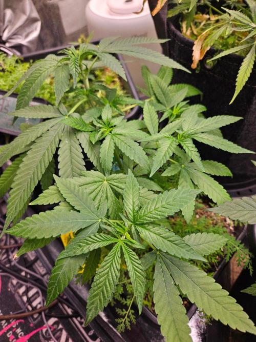 White Runtz 2.. Week 12