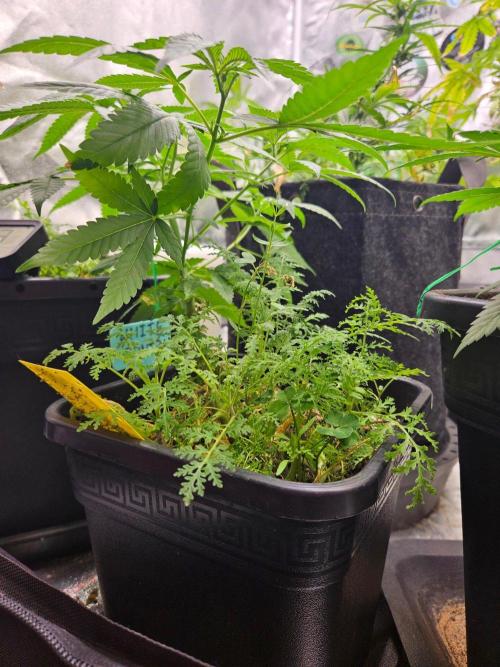 White Runtz 2.. Week 12
