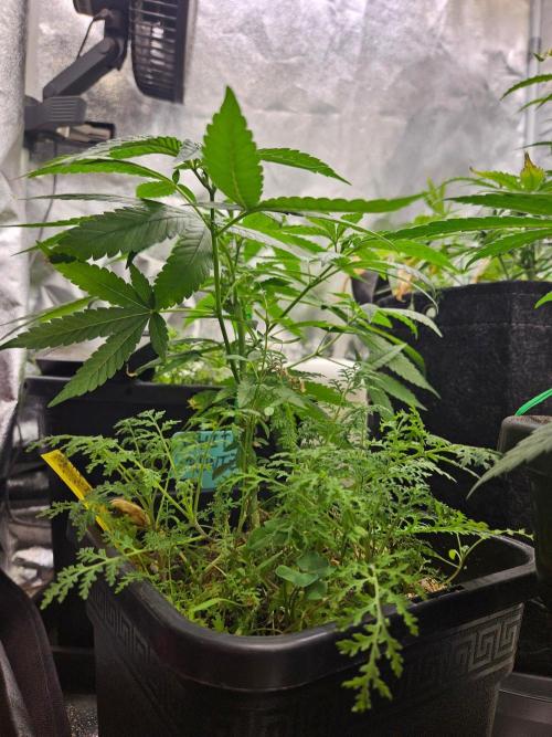 White Runtz 2.. Week 12