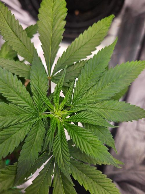 #SSSC Tester Banana OG. Week 13