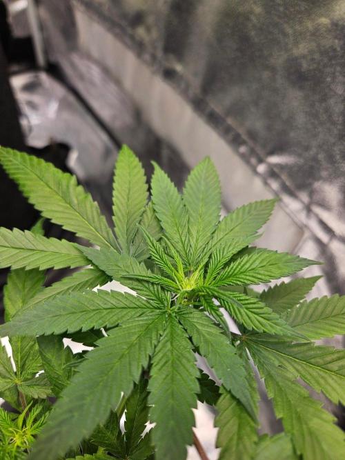 #SSSC Tester Banana OG. Week 13