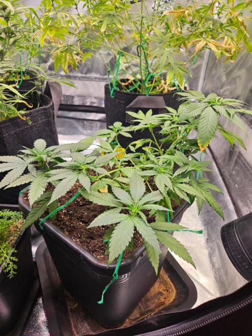 #SSSC Tester Banana OG. Week 13