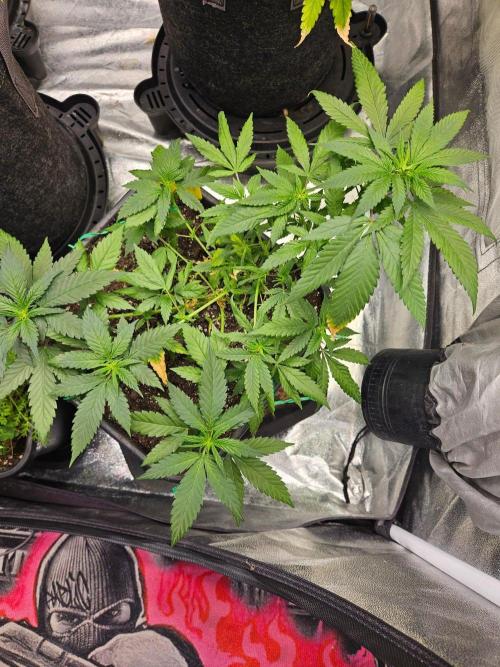 #SSSC Tester Banana OG. Week 13
