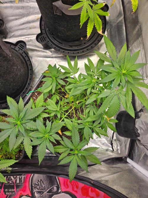 #SSSC Tester Banana OG. Week 13