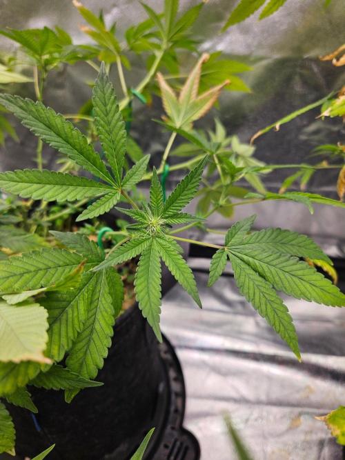 #SSSC Tester Blue Applez 2.. Week 13