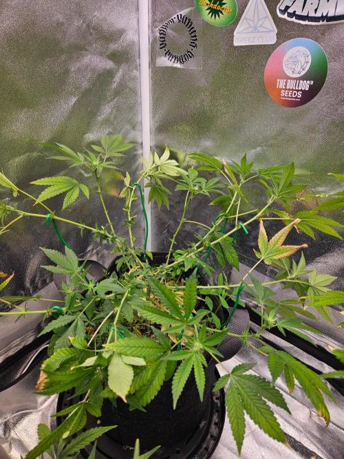 #SSSC Tester Blue Applez 2.. Week 13