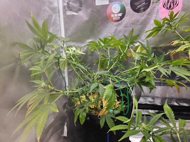 #SSSC Tester Blue Applez 2.. Week 13