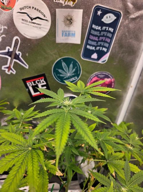 Cherry Limeade 3.. Week 13