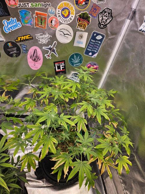 Cherry Limeade 3.. Week 13