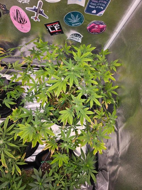 Cherry Limeade 3.. Week 13