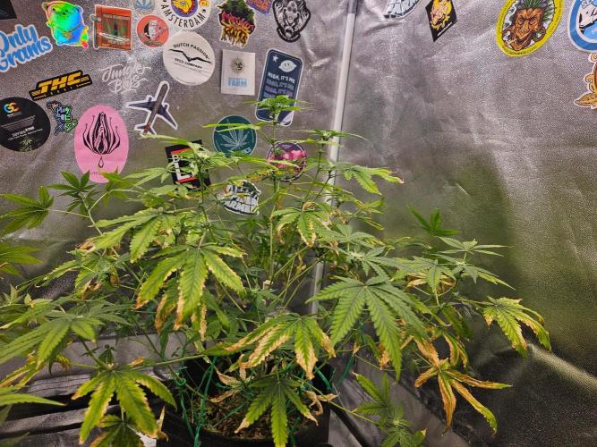Cherry Limeade 3.. Week 13