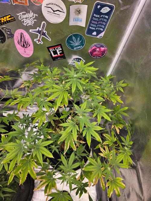 Cherry Limeade 3.. Week 13
