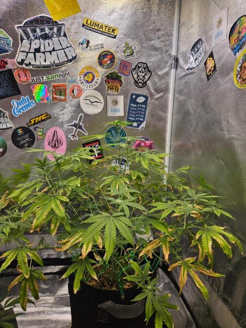 Cherry Limeade 3.. Week 13