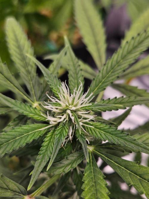 Auto Gelonade. Week 6