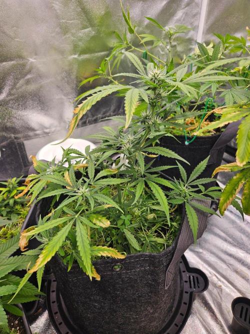 Auto Gelonade. Week 6