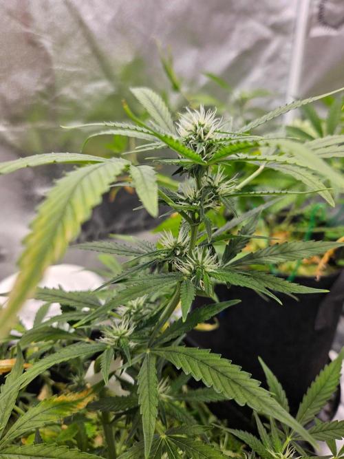 Auto Gelonade. Week 6