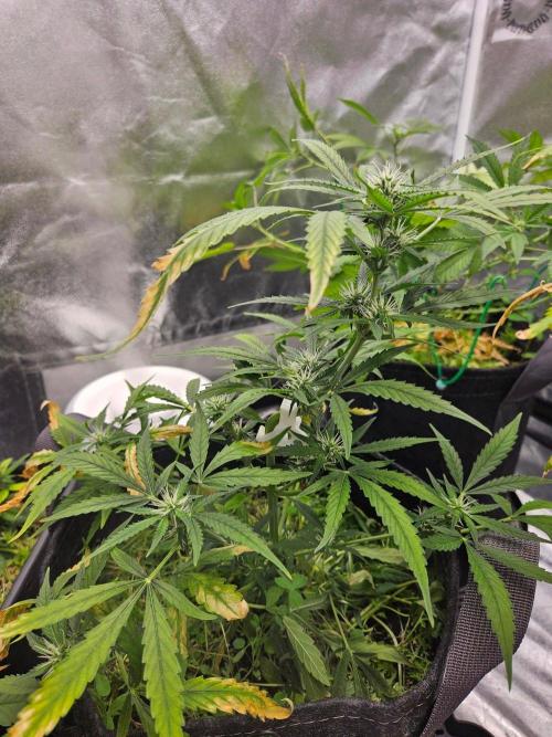 Auto Gelonade. Week 6