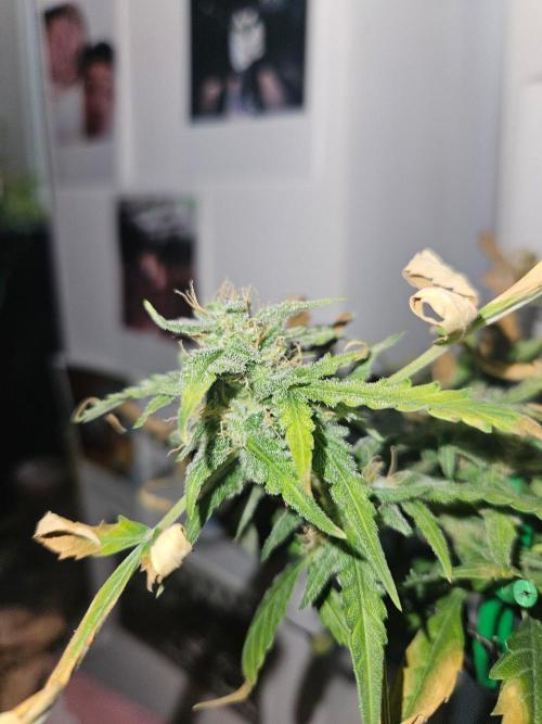 Morello cherry auto. Week 6