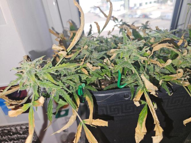Morello cherry auto. Week 6