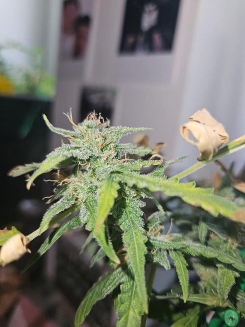 Morello cherry auto. Week 6