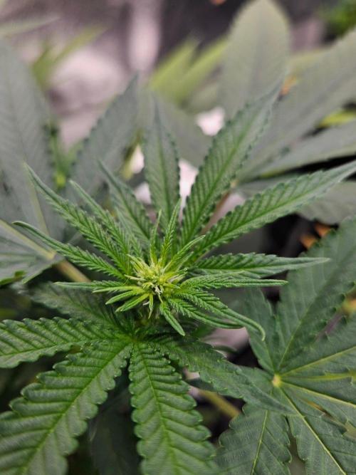 White Runtz 2.. Week 13