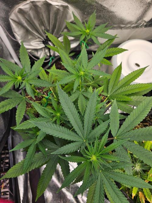 White Runtz 2.. Week 13