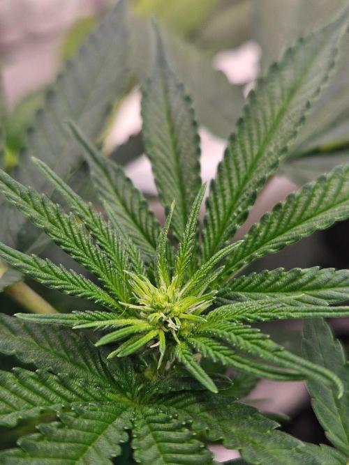 White Runtz 2.. Week 13