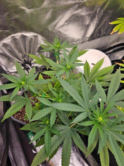White Runtz 2.. Week 13
