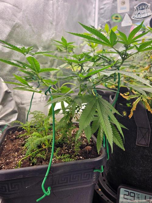 White Runtz. Week 13
