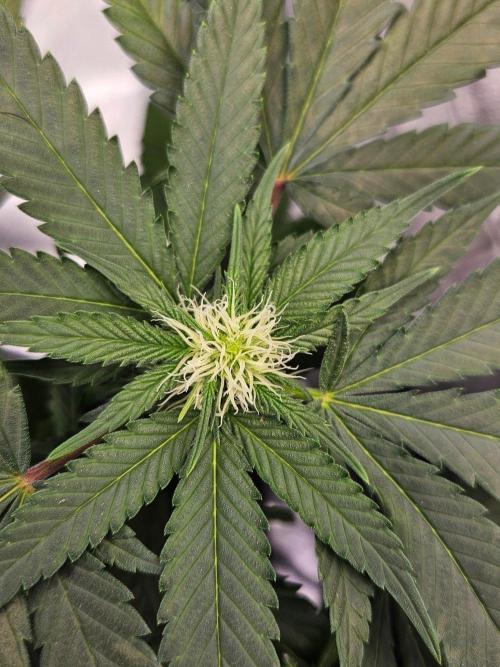#SSSC Tester Banana OG. Week 14