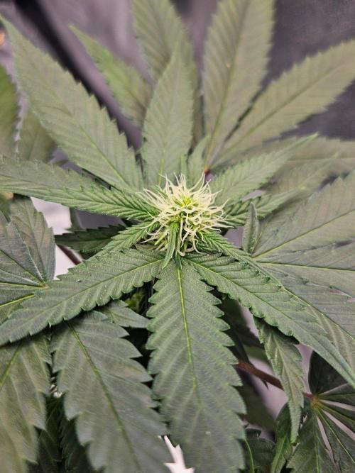 #SSSC Tester Banana OG. Week 14
