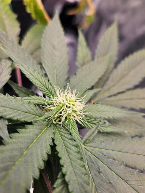 #SSSC Tester Banana OG. Week 14