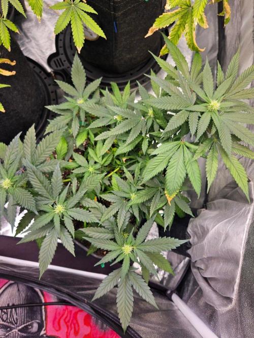 Banana OG. Week 14