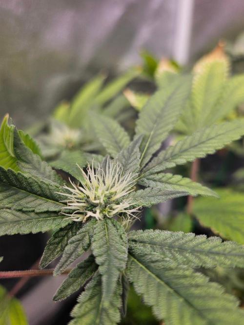 #SSSC Tester Blue Applez 2.. Week 14
